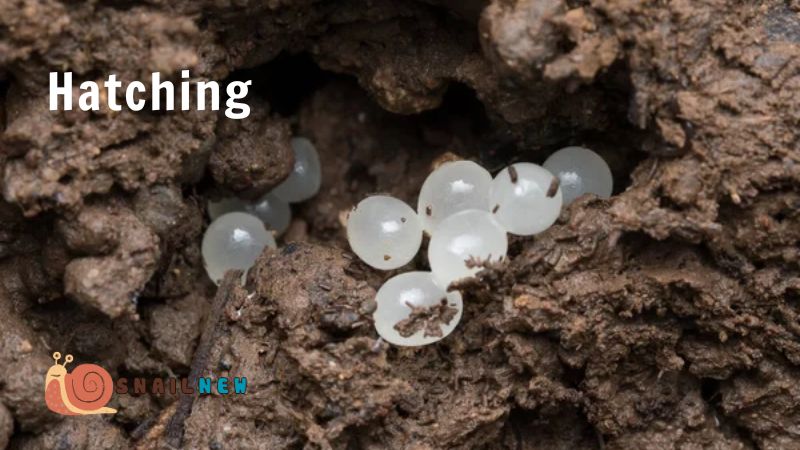 Hatching: Emergence of Juvenile Snails