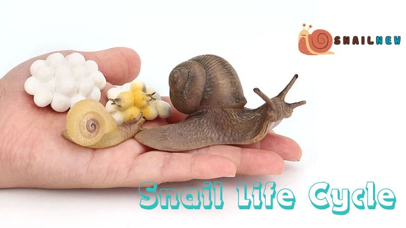 Snail Life Cycle