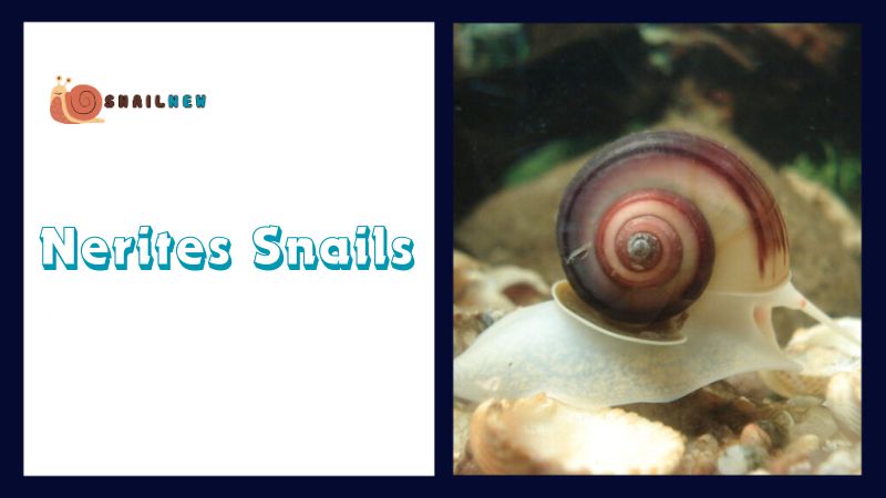 Types of Sea Snails: Nerites