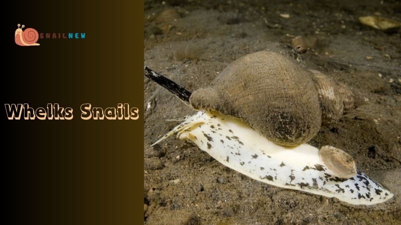 Whelks: Predatory Giants of the Sea