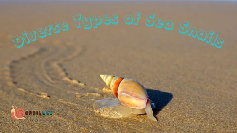 Diverse Types of Sea Snails