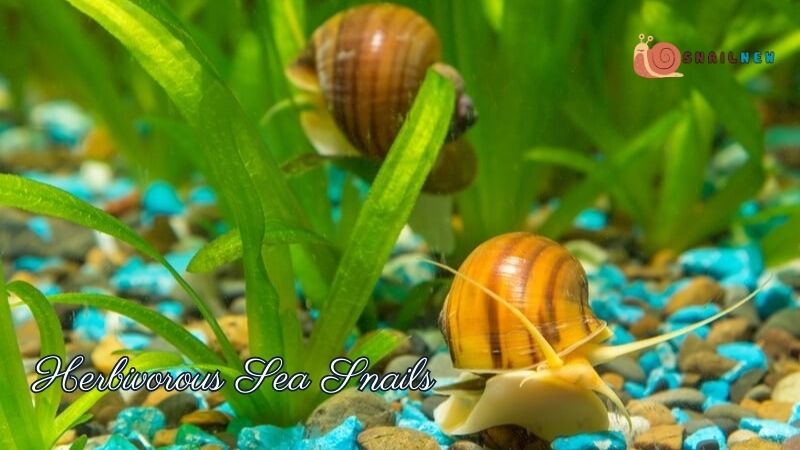 What Do Sea Snails Eat?