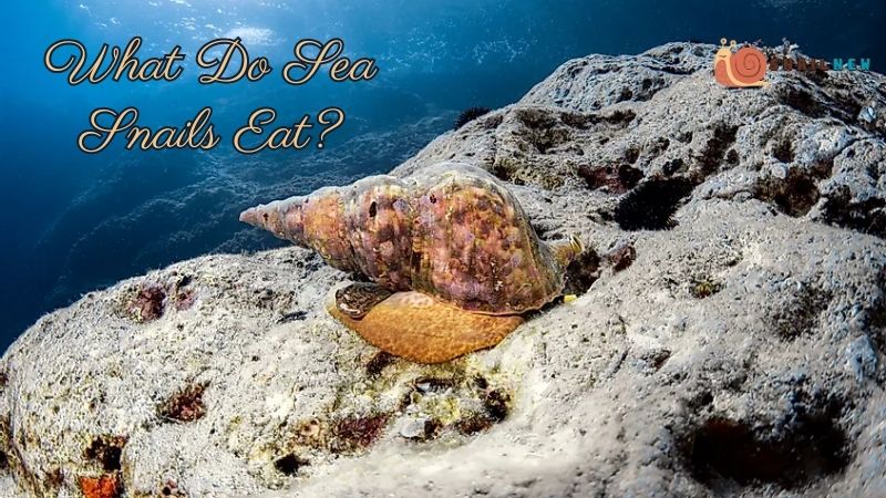 What Do Sea Snails Eat?