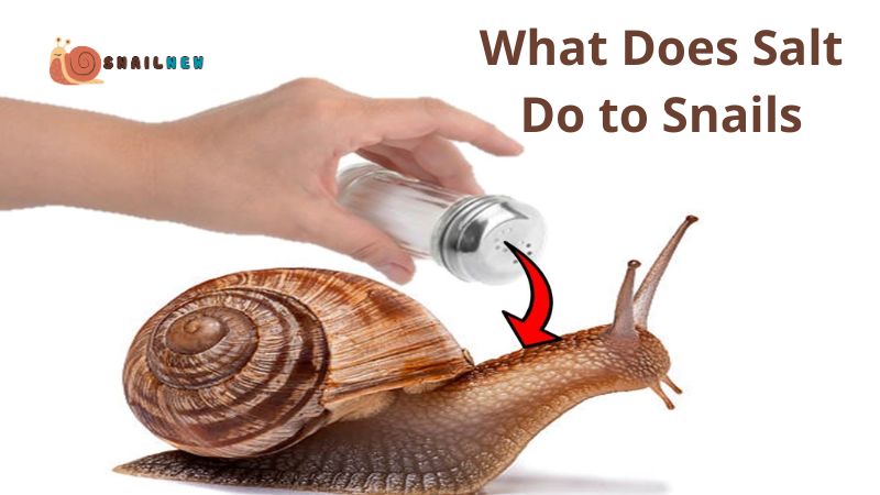 What Does Salt Do to Snails