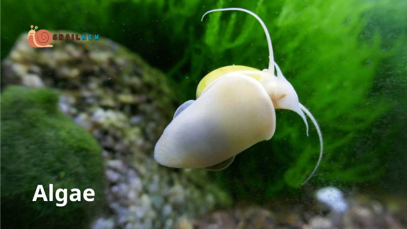 What to Feed Mystery Snails: Algae