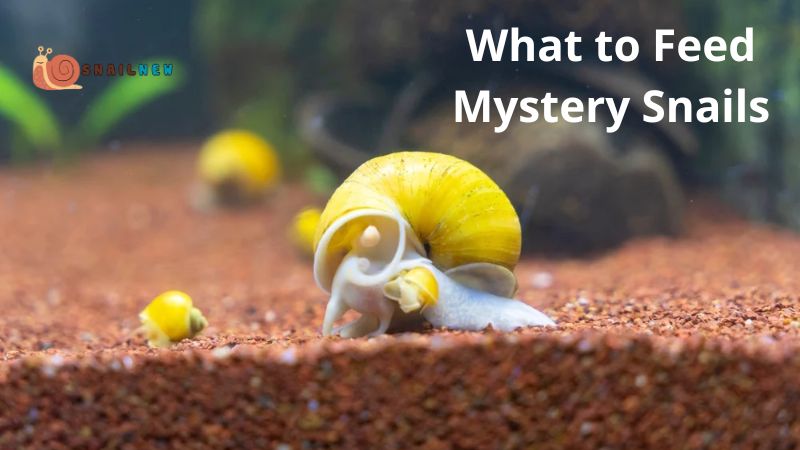 What to Feed Mystery Snails