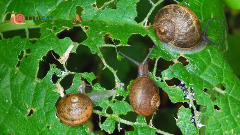 What to Feed Snails