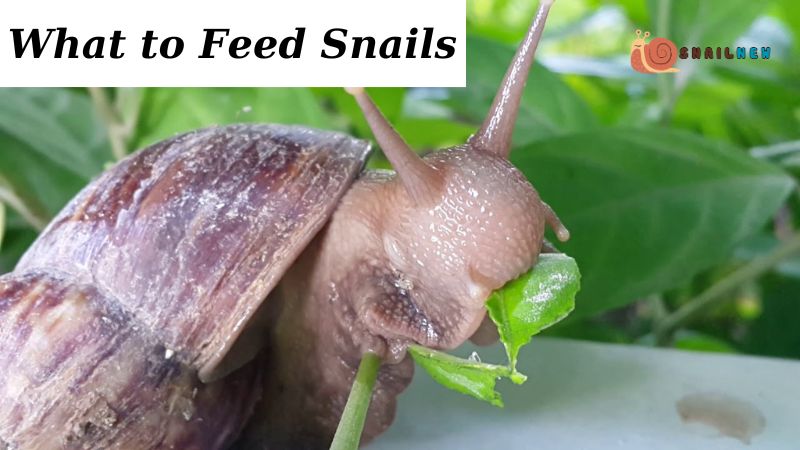 What to Feed Snails