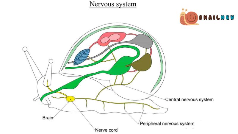 Nervous System of Snails