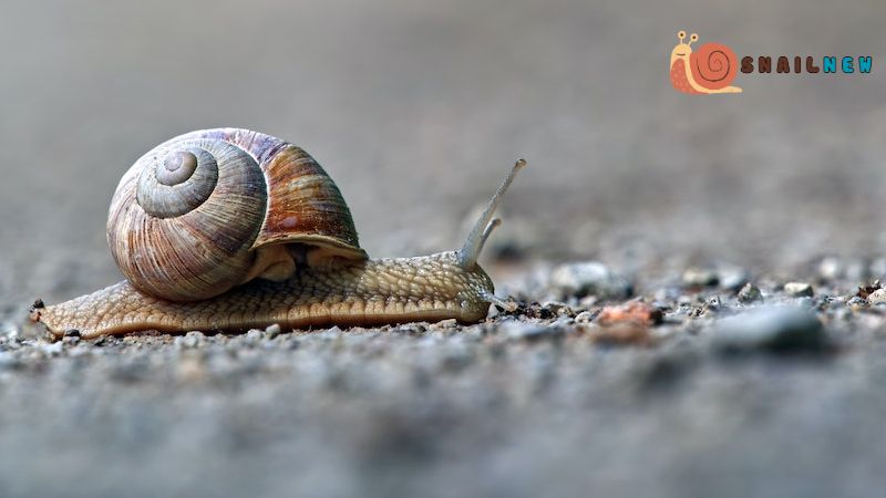 Can Snails Feel Pain? Deciphering the Meaning of Pain