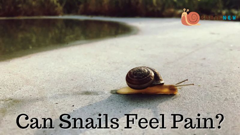 Can Snails Feel Pain?