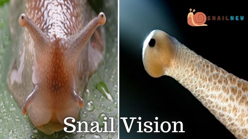 Anatomy of Snail Vision: Can Snails See?