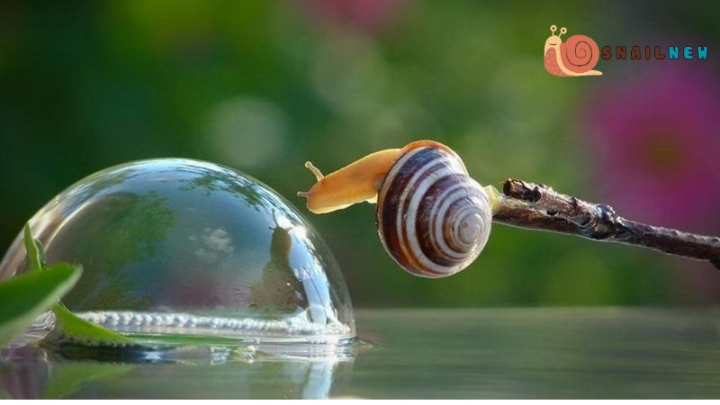 Compensating for Visual Constraints: The Multifaceted World of Snail Senses