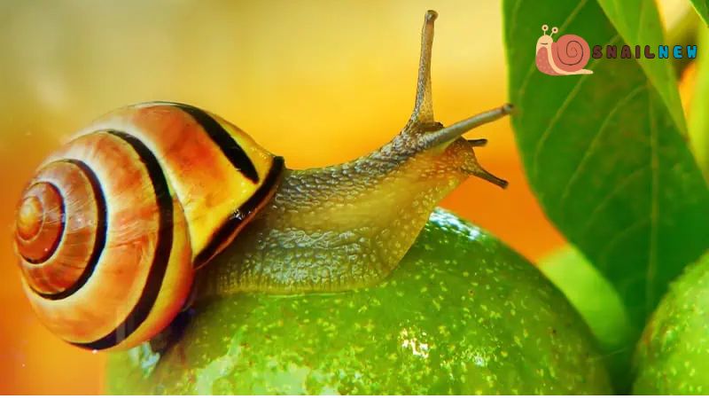 Snail Vision and Evolutionary Insights