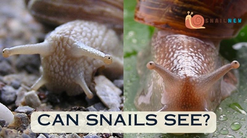 Can Snails See?