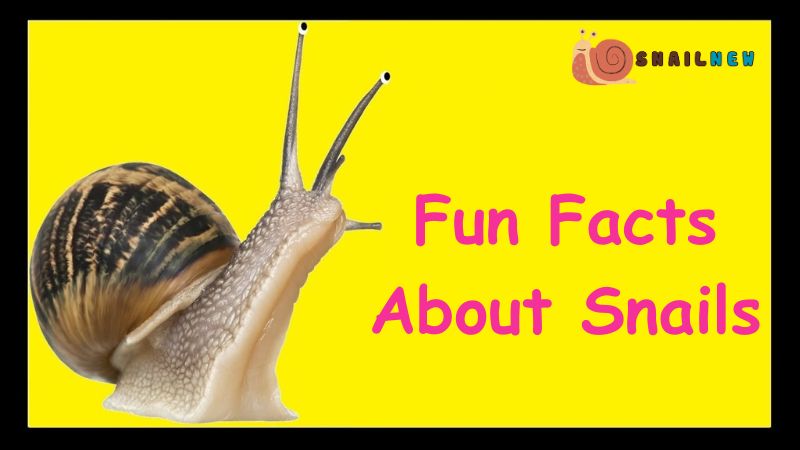 Fun Facts About Snails