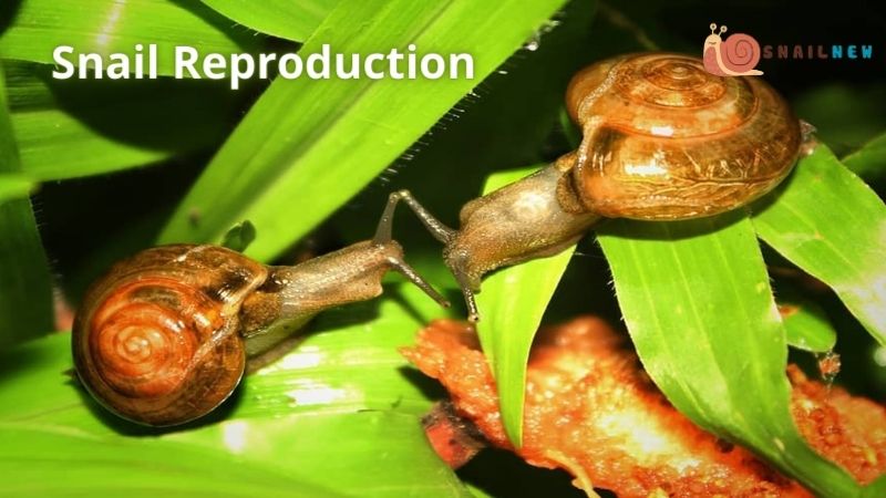 Snail Reproduction