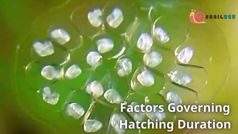 How Long do Snail Eggs Take to Hatch? Factors Governing Hatching Duration