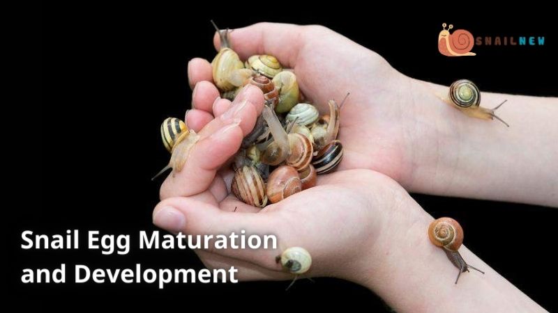 Egg Maturation and Development