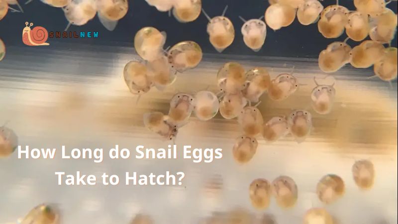 How Long do Snail Eggs Take to Hatch?