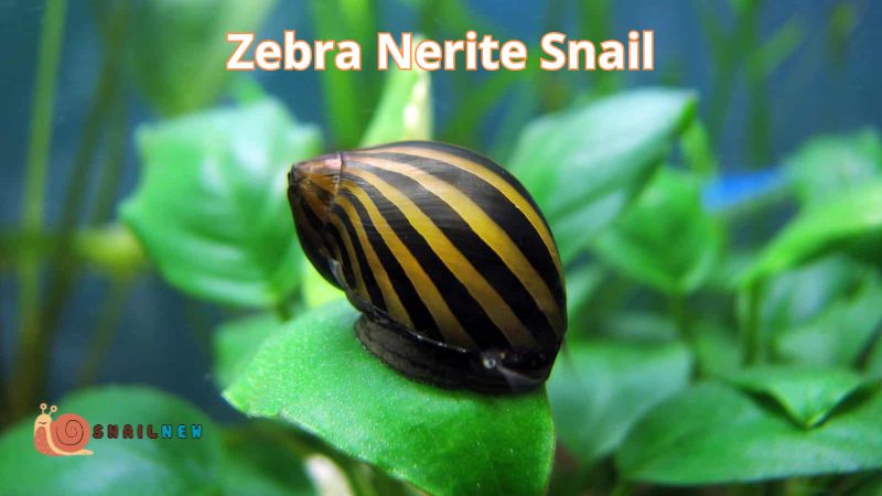 Types of Nerite Snails- Zebra Nerite Snail