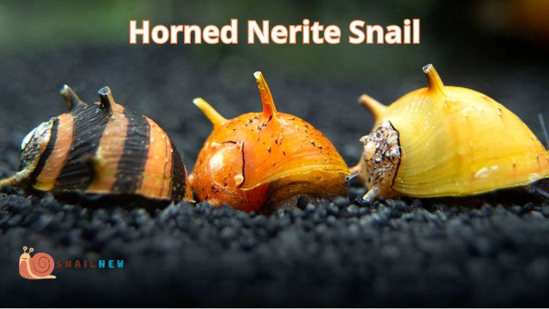 Horned Nerite Snail