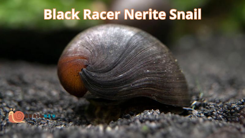 Black Racer Nerite Snail