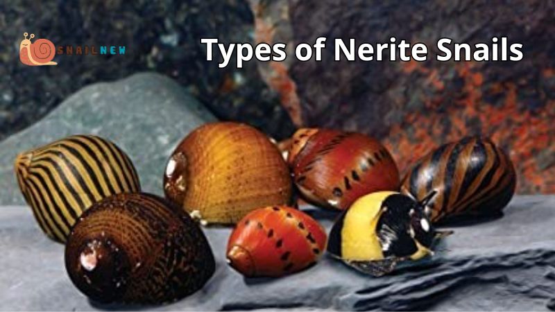 Diverse Types of Nerite Snails