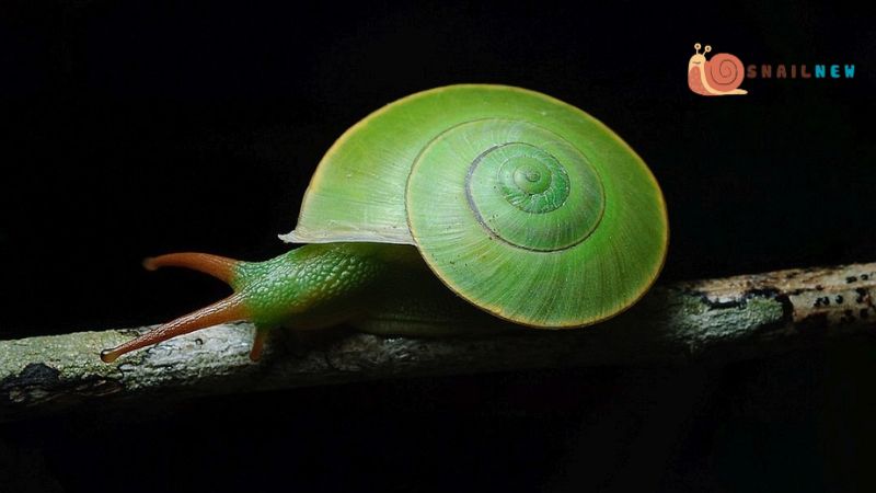 Green: Exploring the Verdant Depths of Snail Coloration