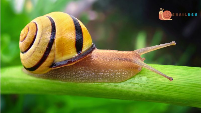 Yellow:  Reflections on the Chromatic Spectrum of Snails