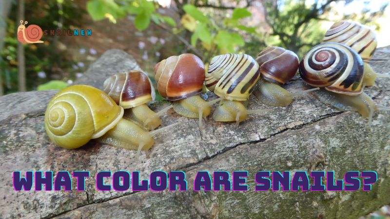 What Color Are Snails?