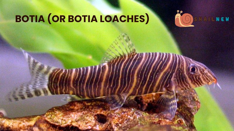 Botia (or Botia loaches)