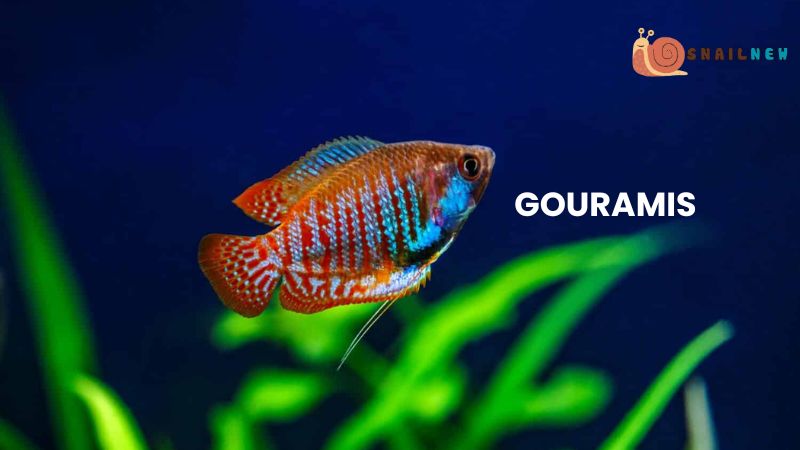 Gouramis