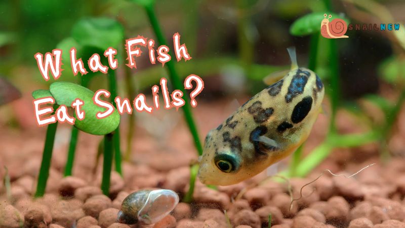 What Fish Eat Snails?