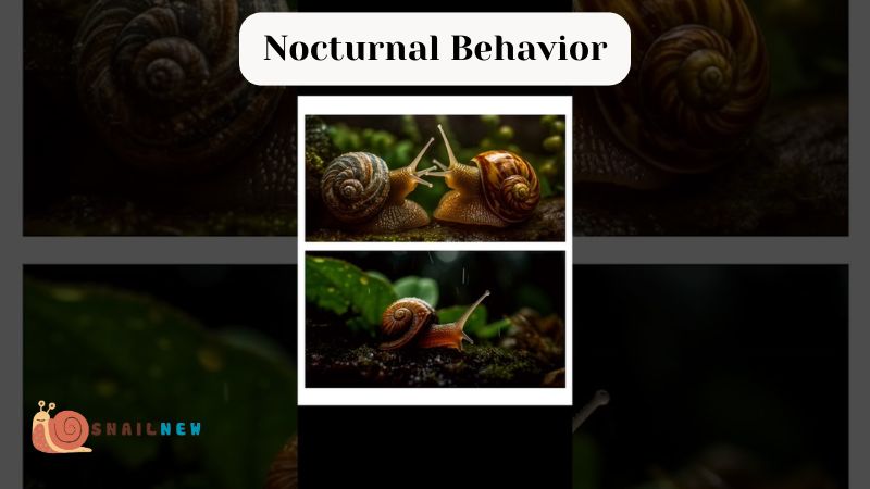 Are Snails Nocturnal? Nocturnal Behavior