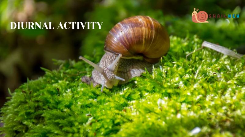 Diurnal Activity