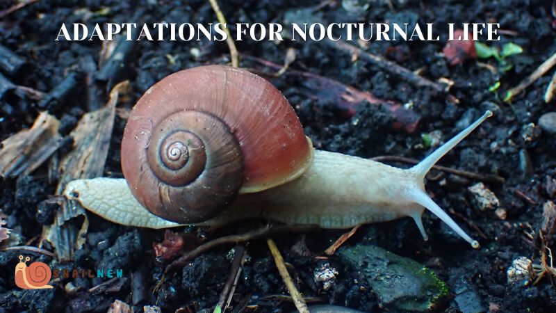 Adaptations for Nocturnal Life