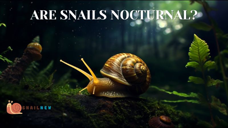 Are Snails Nocturnal?