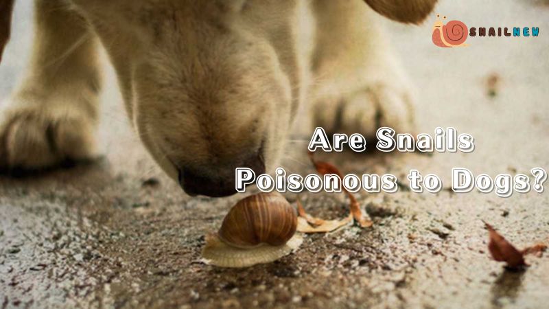 Are Snails Poisonous to Dogs?