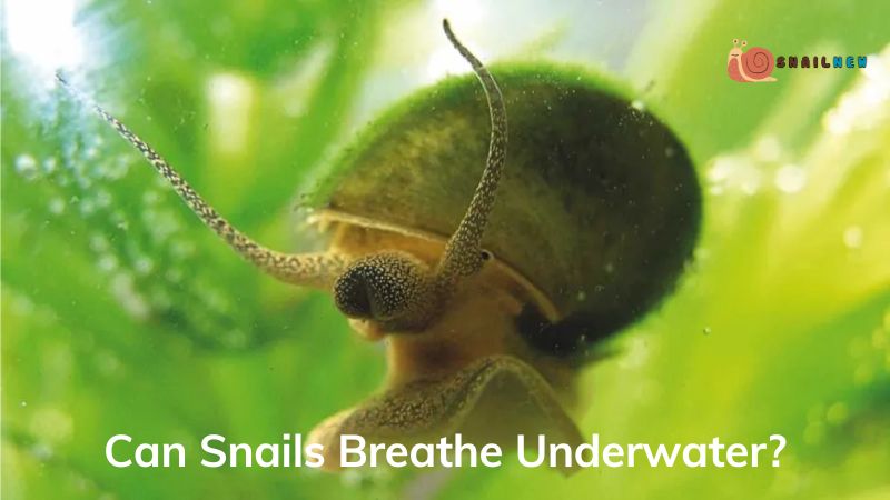 Can Snails Breathe Underwater?