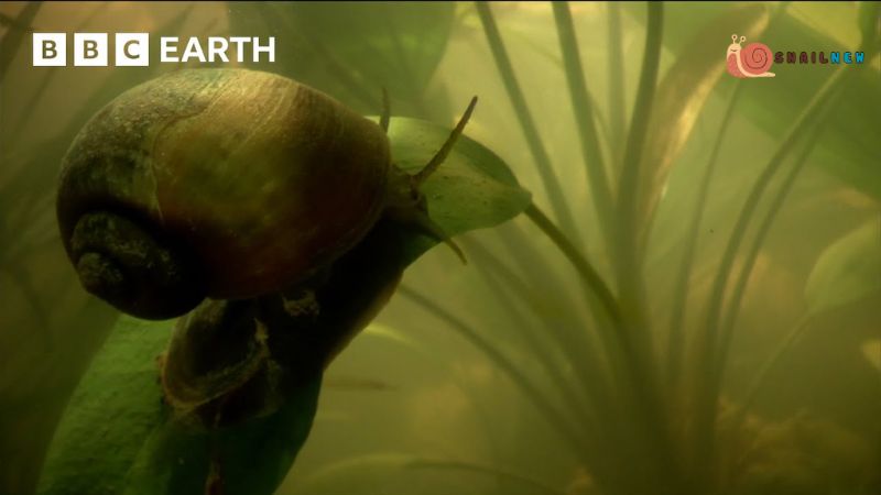 Can Snails Breathe Underwater?