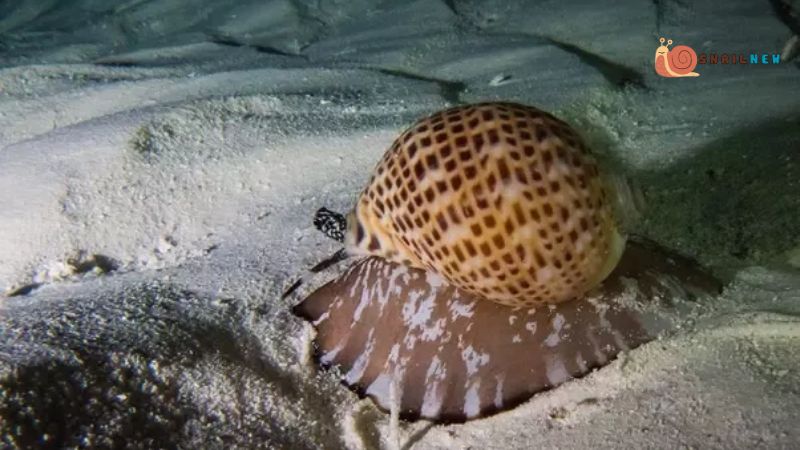 Marine Habitats of Snails Underwater