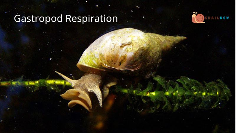 The Complexity of Gastropod Respiration