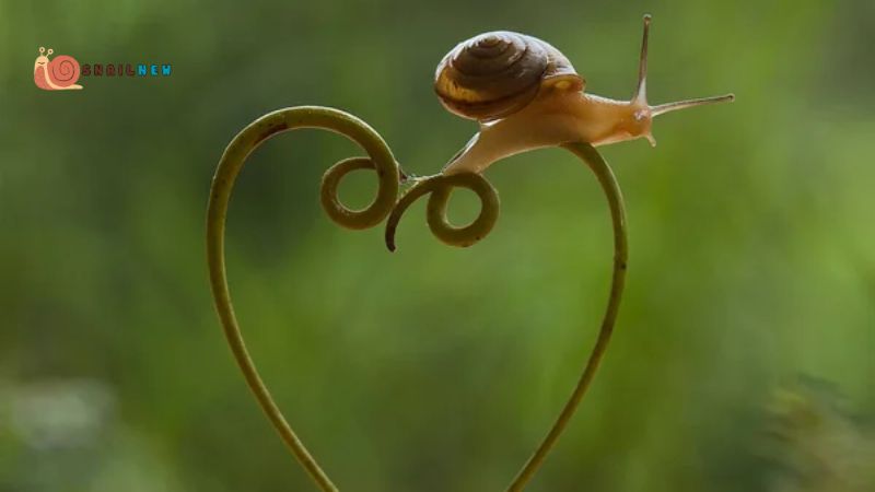 Do Snails Have Hearts?