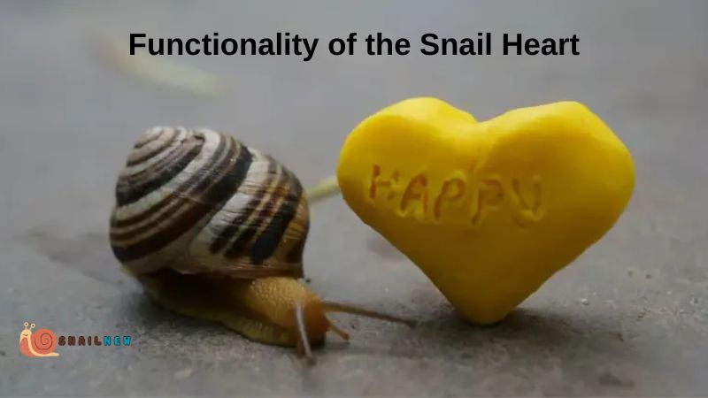 Functionality of the Snail Heart