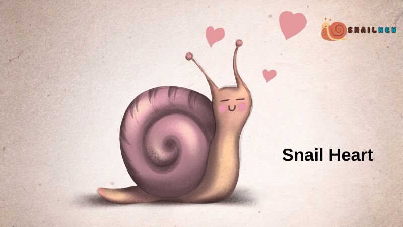 Do Snails Have Hearts in the Literal Sense?