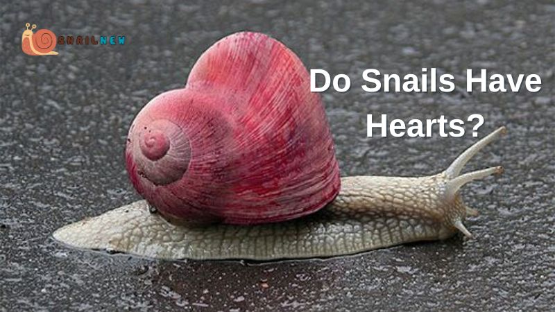 Do Snails Have Hearts?