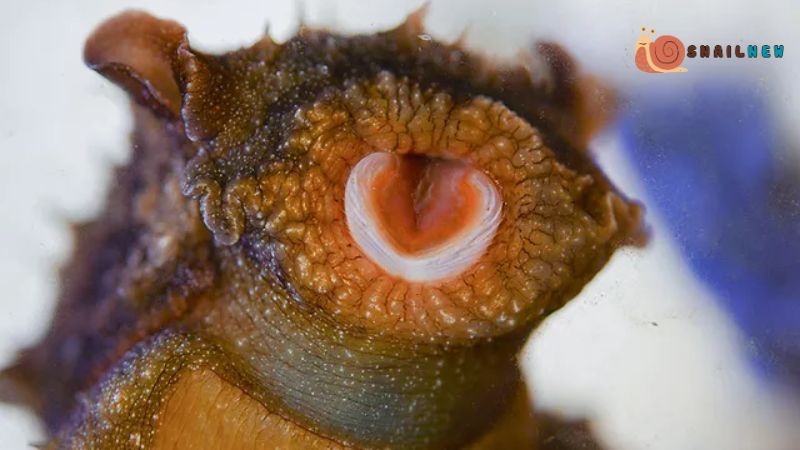 Do Snails Have Mouths?