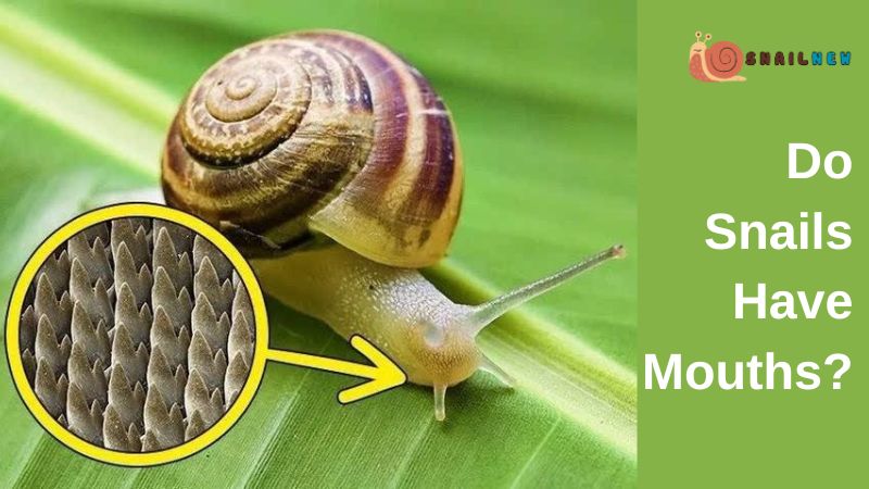 Do Snails Have Mouths?