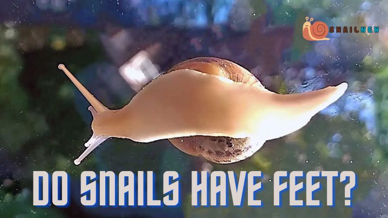 Do Snails Have Feet?